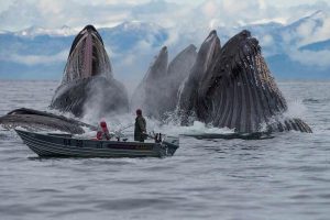 Whales in Alaska - Pic via Pinterest