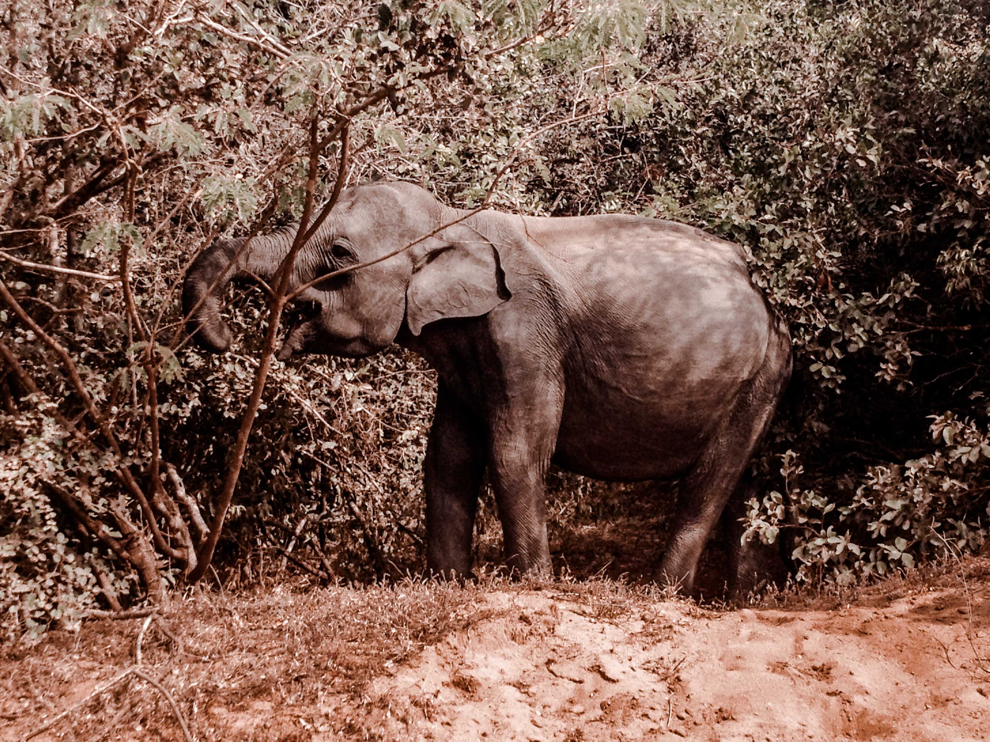Sri Lanka Safari Tour