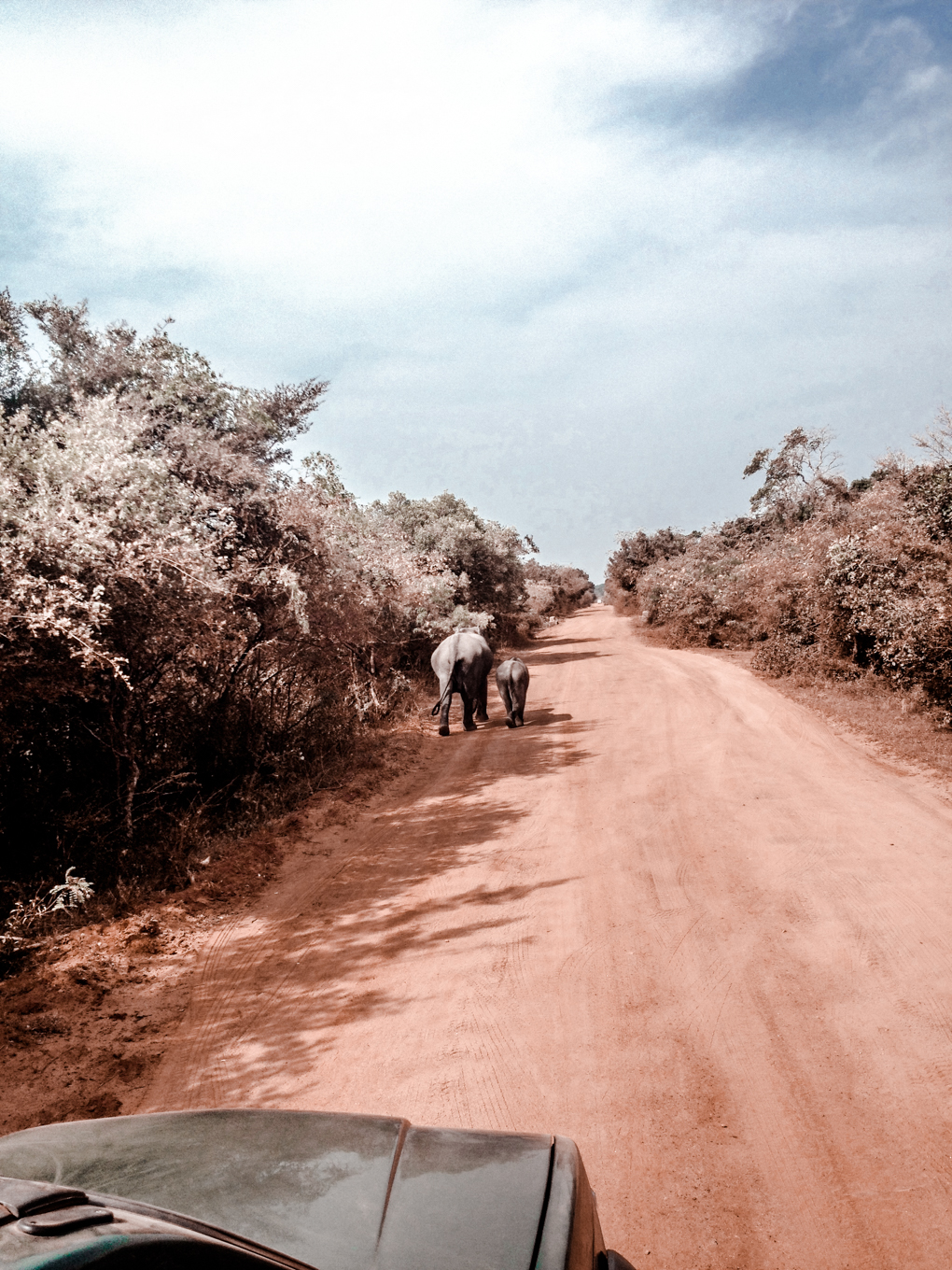 Auf Safari im Yala National Park - 23timezones