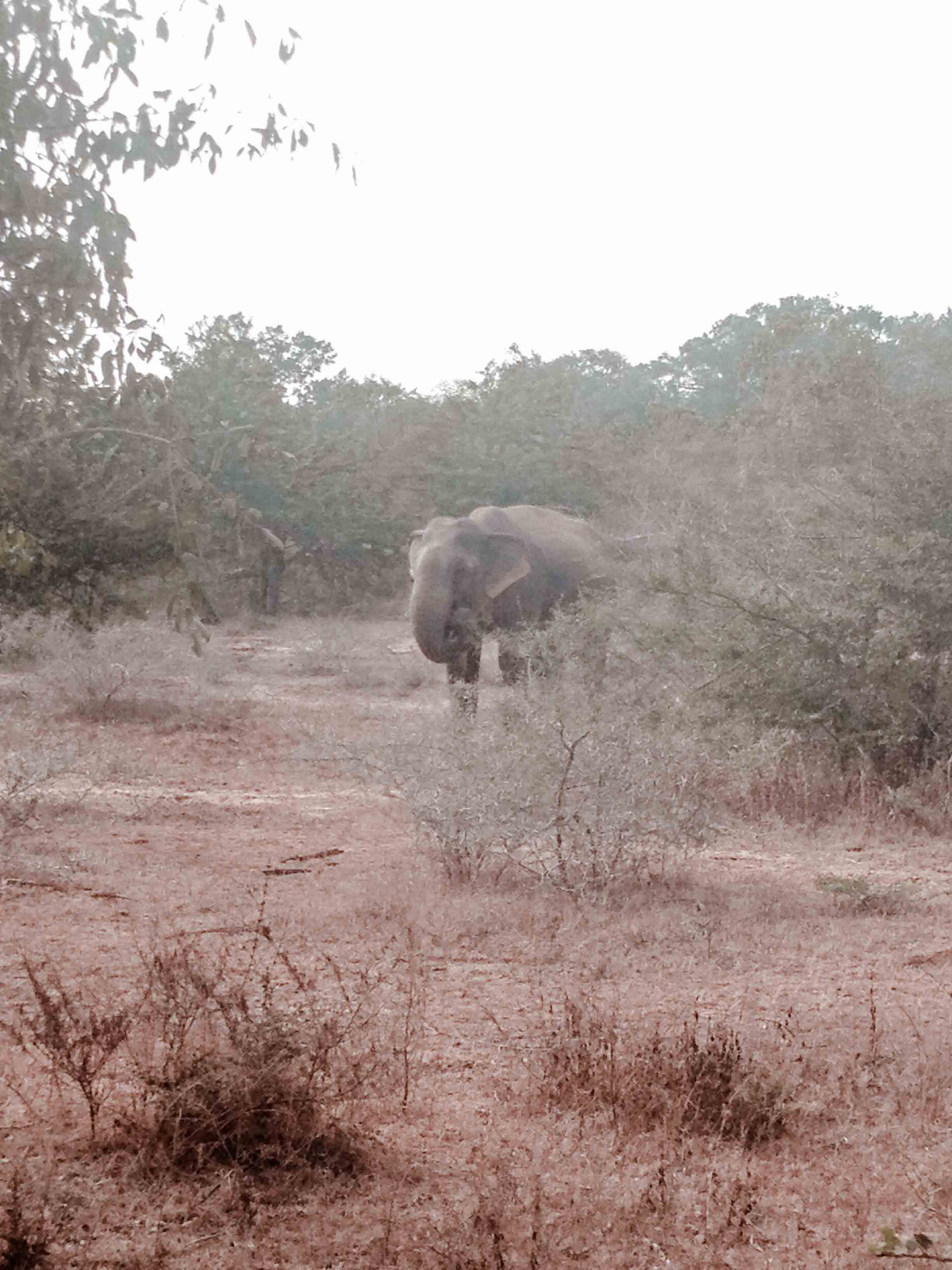 Yala National Park