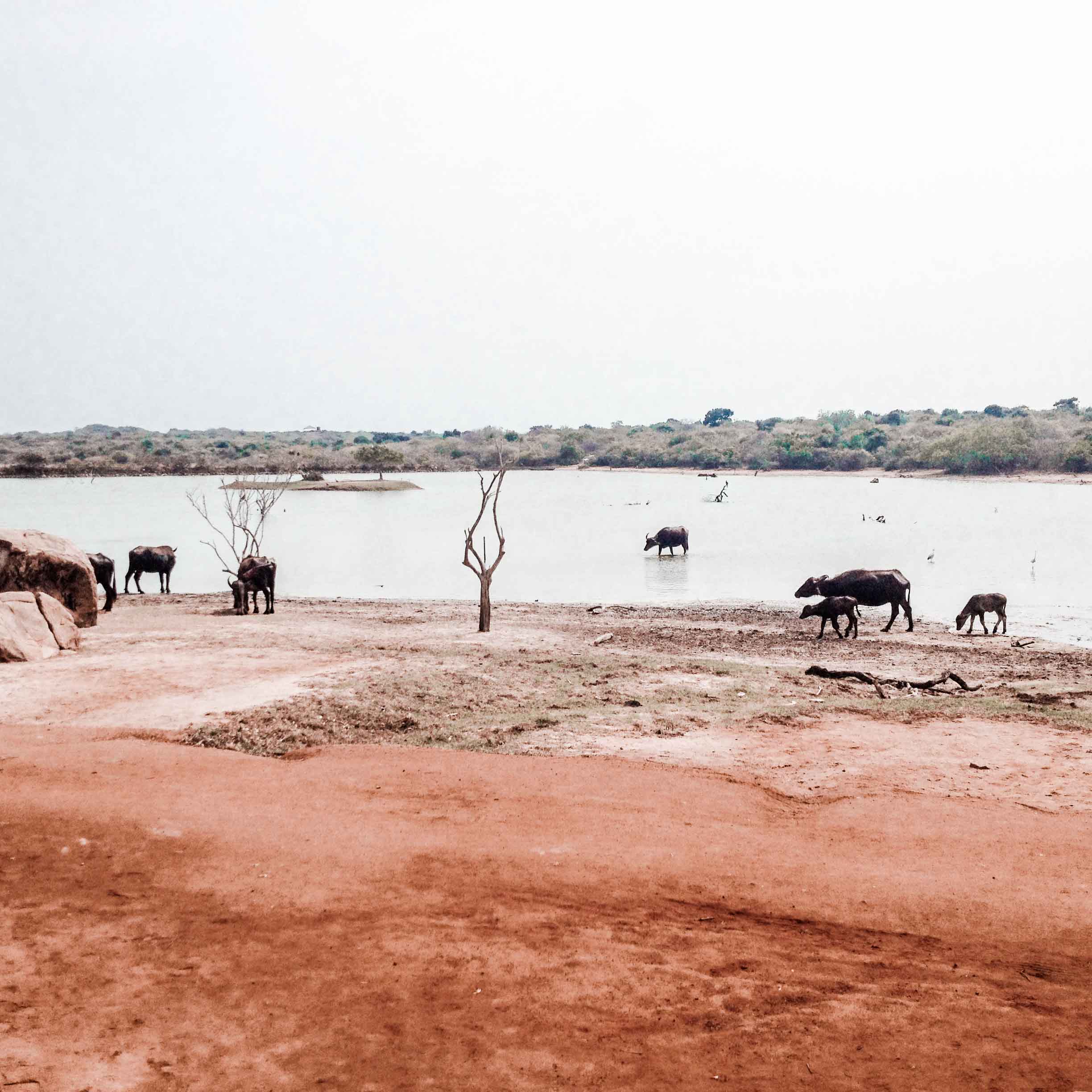 Wild Yala National Park