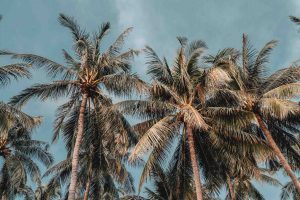 palmen am strand koh tao thailand