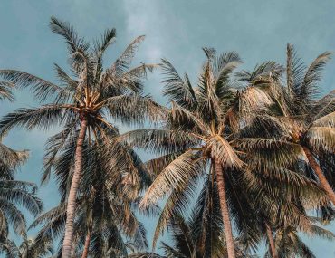 palmen am strand koh tao thailand