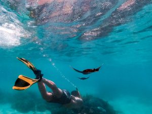 manta rays komodo