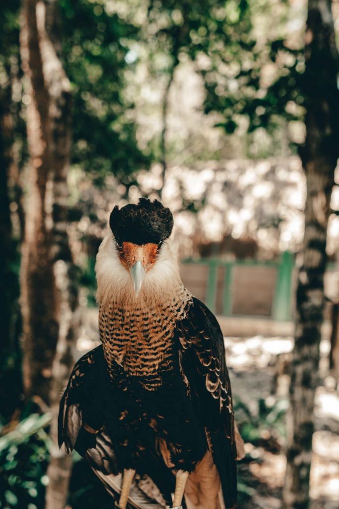 Akumal Natura Rescue